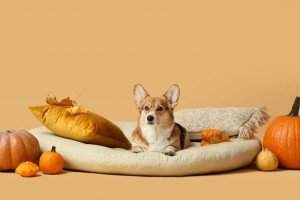 AdobeStock_467806439